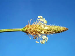 Attēlu rezultāti vaicājumam “Plantago lanceolata bud”