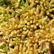 Attēlu rezultāti vaicājumam “Cinclidium stygium”