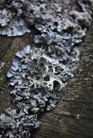 Attēlu rezultāti vaicājumam “Pseudevernia furfuracea”