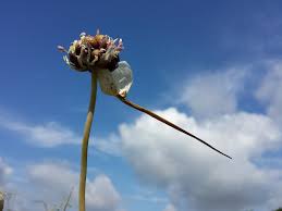 Attēlu rezultāti vaicājumam “Allium sativum bud”