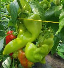 Afbeeldingsresultaat voor aconcagua sweet pepper