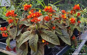 Attēlu rezultāti vaicājumam “Comatricha pulchella”