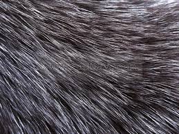 Image result for white rabbit skin texture