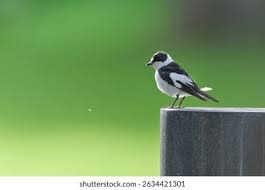 Image result for Ficedula albicollis