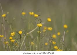 Attēlu rezultāti vaicājumam “Ranunculus auricomus”