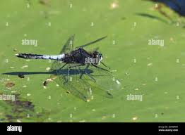 Attēlu rezultāti vaicājumam “Leucorrhinia caudalis male”