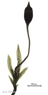 Attēlu rezultāti vaicājumam “Fissidens gracilifolius”