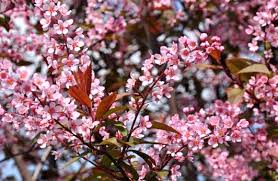 Attēlu rezultāti vaicājumam “Padus avium”