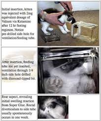 Kuvahaun tulos haulle bonsaikitten