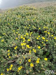 Attēlu rezultāti vaicājumam “Pentaphylloides fruticosa flower”