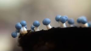 Attēlu rezultāti vaicājumam “Diderma montanum macro”