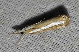 Attēlu rezultāti vaicājumam “Catoptria margaritella”