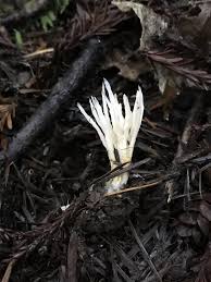 Attēlu rezultāti vaicājumam “Tremellodendropsis tuberosa”