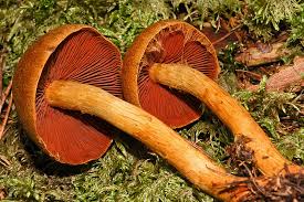 Attēlu rezultāti vaicājumam “Lactarius lygniotus”