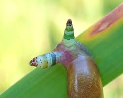 Attēlu rezultāti vaicājumam “Leucochloridium paradoxum”