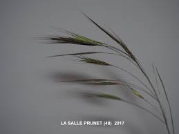 Attēlu rezultāti vaicājumam “Anisantha tectorum fruit”