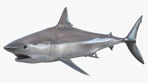 Image result for Isurus oxyrinchus