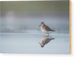 Attēlu rezultāti vaicājumam “Tringa glareola”