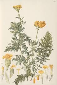 Image result for Achillea filipendulina