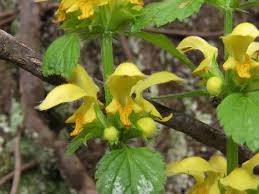 Attēlu rezultāti vaicājumam “Lamiastrum galeobdolon flower”