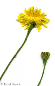 Attēlu rezultāti vaicājumam “Leontodon autumnalis”