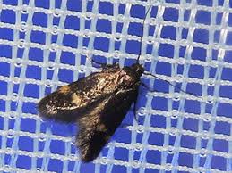 Attēlu rezultāti vaicājumam “Borkhausenia minutella”