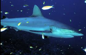 Image result for Carcharhinus amblyrhynchos