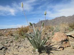 Attēlu rezultāti vaicājumam “Plantago uniflora”