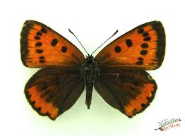 Attēlu rezultāti vaicājumam “Lycaena dispar underside”