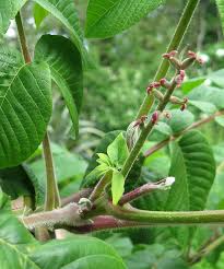 Attēlu rezultāti vaicājumam “Juglans ailanthifolia”