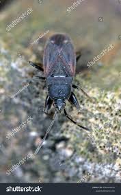 Attēlu rezultāti vaicājumam “Eremocoris plebejus”