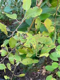 Attēlu rezultāti vaicājumam “Salix caprea leaf”