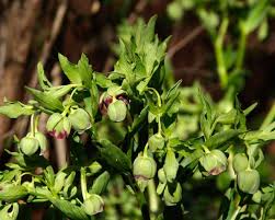 Image result for Helleborus foetidus