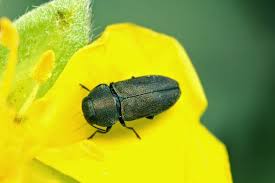 Attēlu rezultāti vaicājumam “Anthaxia quadripunctata”