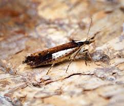 Attēlu rezultāti vaicājumam “Ypsolopha parenthesella”