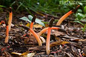 Attēlu rezultāti vaicājumam “Mutinus caninus”