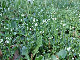 Attēlu rezultāti vaicājumam “Veronica serpyllifolia flower”
