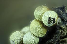 Attēlu rezultāti vaicājumam “Physarum luteolum sessile”