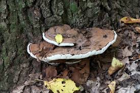 Attēlu rezultāti vaicājumam “Ganoderma applanatum”