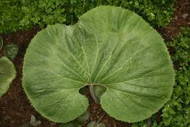 Attēlu rezultāti vaicājumam “Petasites hybridus leaf”