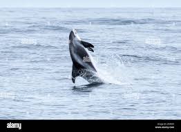 Image result for Lagenorhynchus albirostris