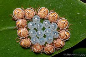 Attēlu rezultāti vaicājumam “Pentatomidae eggs”