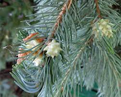 Attēlu rezultāti vaicājumam “Adelges laricis”