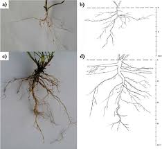 Attēlu rezultāti vaicājumam “Trifolium arvense fruit”