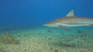 Image result for Carcharhinus perezii