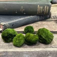 Imagini pentru Cladophora aegagropila