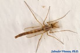 Attēlu rezultāti vaicājumam “Chironomidae”