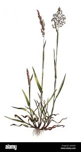 Attēlu rezultāti vaicājumam “Holcus lanatus”