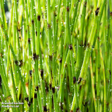 Attēlu rezultāti vaicājumam “Equisetum fluviatile”