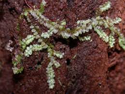 Attēlu rezultāti vaicājumam “Calypogeia neesiana”